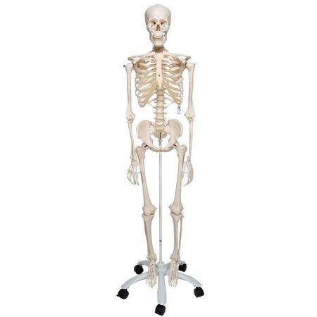 3B SCIENTIFIC Skeleton Stan 5-feet Roller Stand - w/ 3B Smart Anatomy 1020171